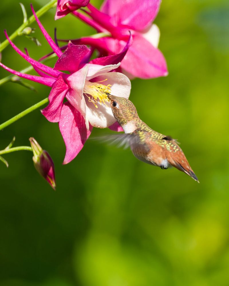 Loved By Hummingbirds And Pollinators