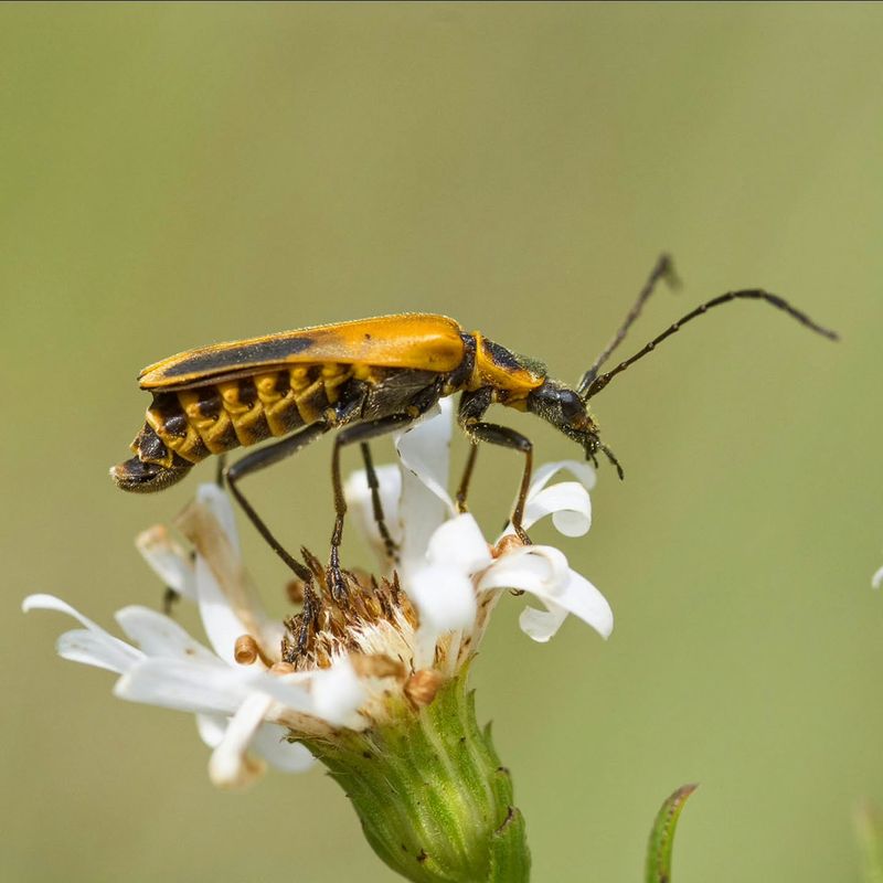 Many Of The First Insects You See Are Not Garden Pests