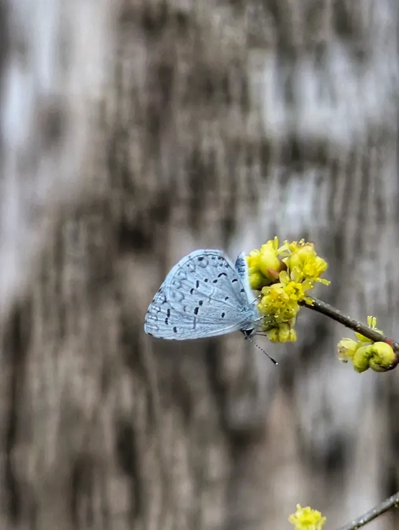 Supports Pollinators And Wildlife