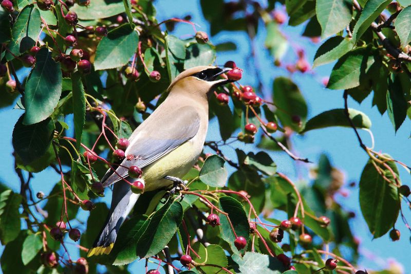 Edible Berries Provide Food For Birds And Backyard Harvests