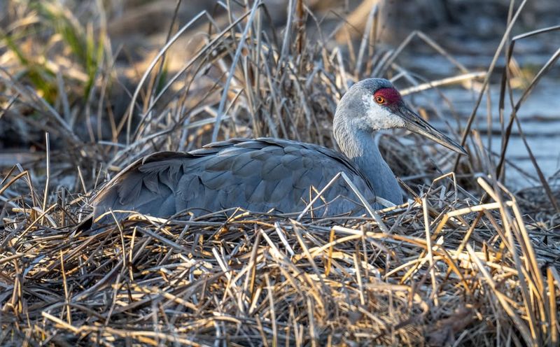 A Nesting Territory Might Be Nearby