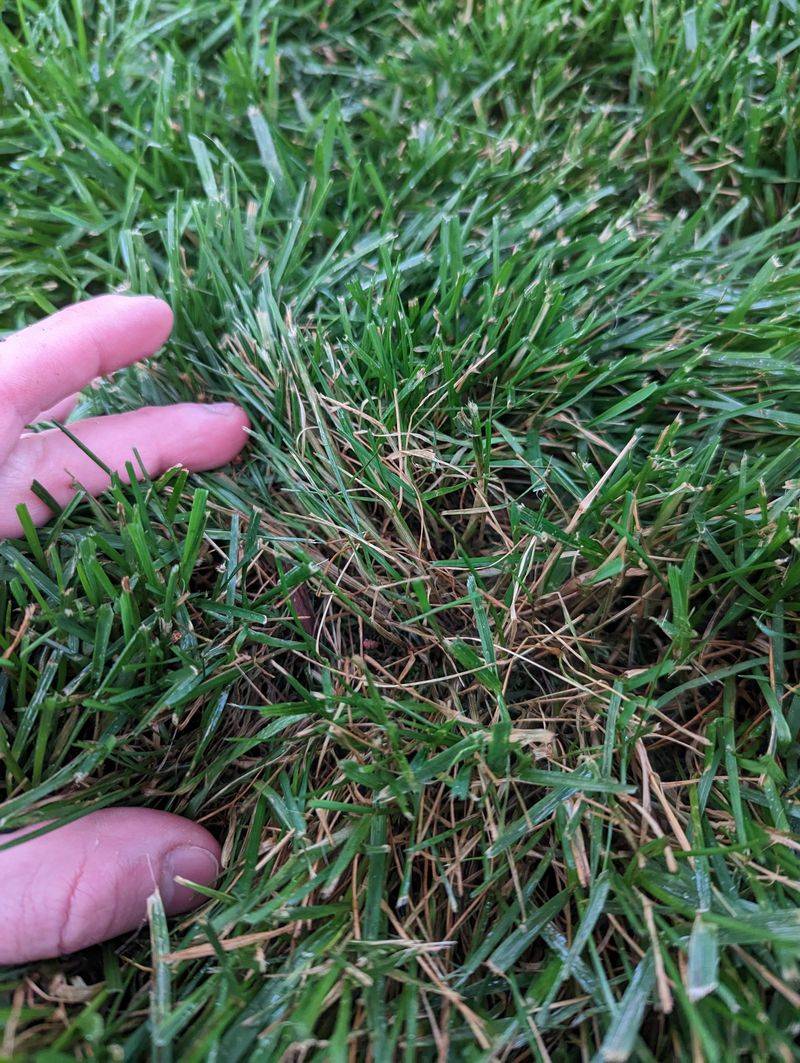 Skipping Heavy Feeding Helps Prevent Disease And Excess Growth