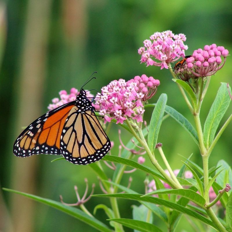 Host Plants Help More Butterflies Stay