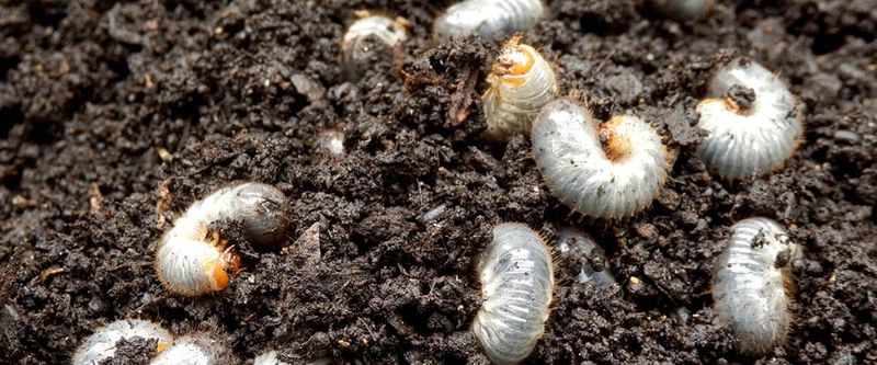 Grubs And Insects Become Active Again