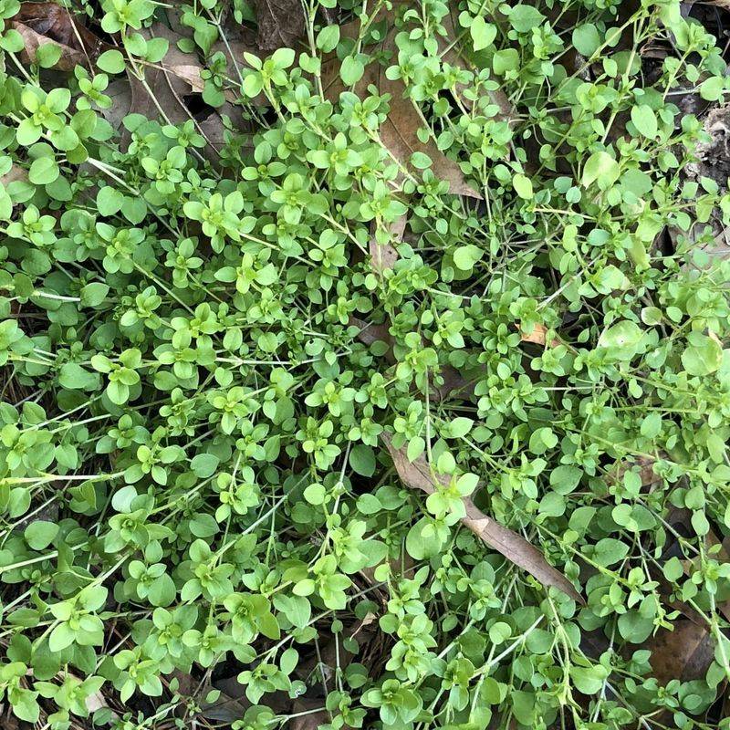 Early Weeds And Growth Begin Appearing Naturally