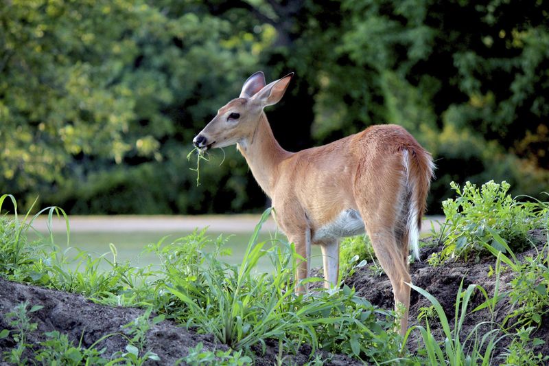 Deer Can Strip Foliage In A Single Night