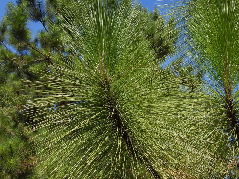 Longleaf Pine (Pinus palustris)