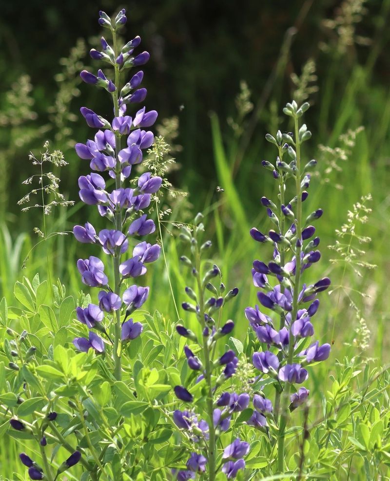 Blue Wild Indigo Forms A Strong Clump With Seasonal Color