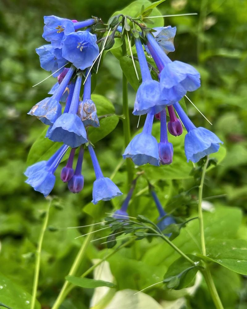 Virginia Bluebells