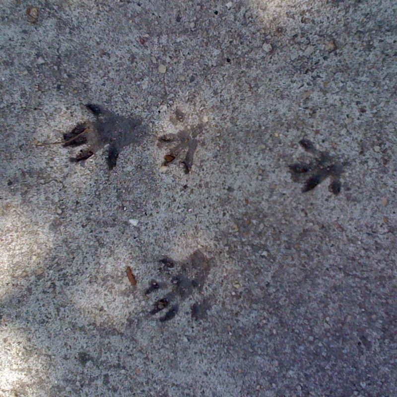Gray Squirrel Small Tracks With Bounding Patterns