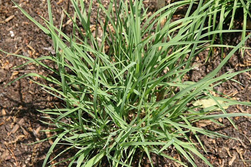 Little Bluestem Adds Safe Cover In Open Spaces