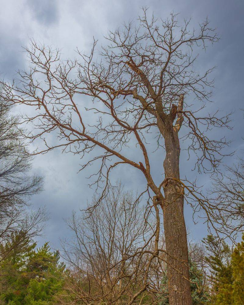 Kentucky Coffeetree (Gymnocladus Dioicus)