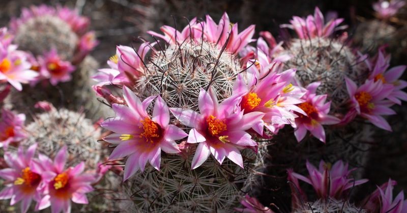 Pincushion Cactus Packs Charm Into A Small Space