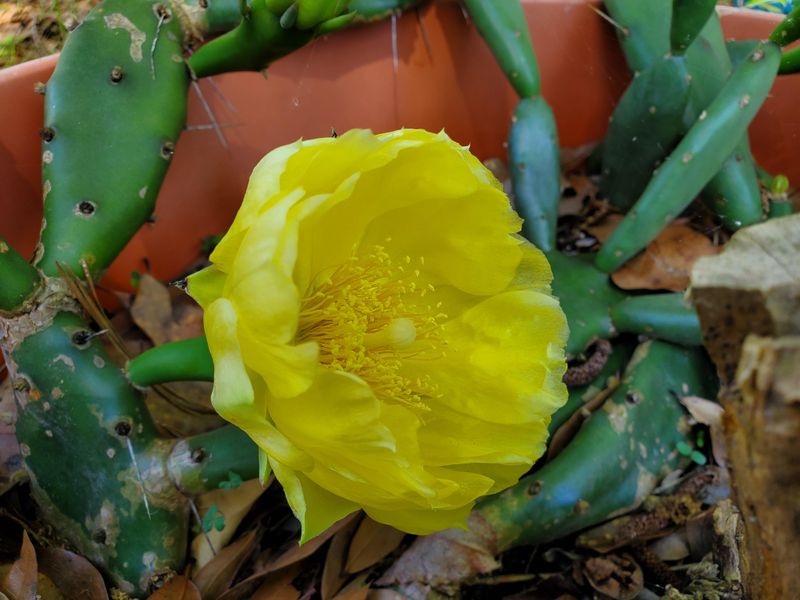Opuntia Pusilla Adds A Compact Native Cactus Option For Georgia Gardens