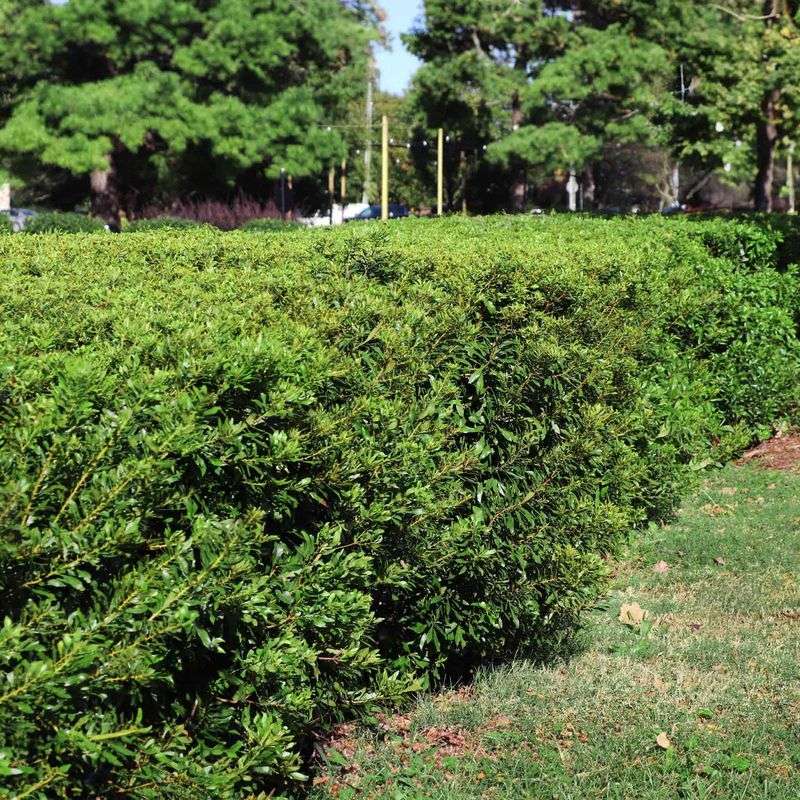 Wax Myrtle