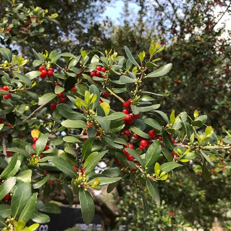 Yaupon Holly Builds A Tight Hedge With Minimal Care
