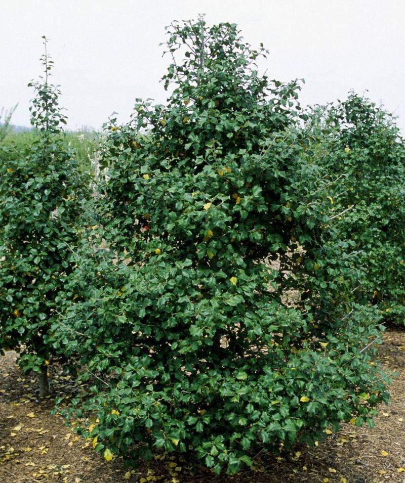 American Holly Adds Year-Round Coverage And Structure