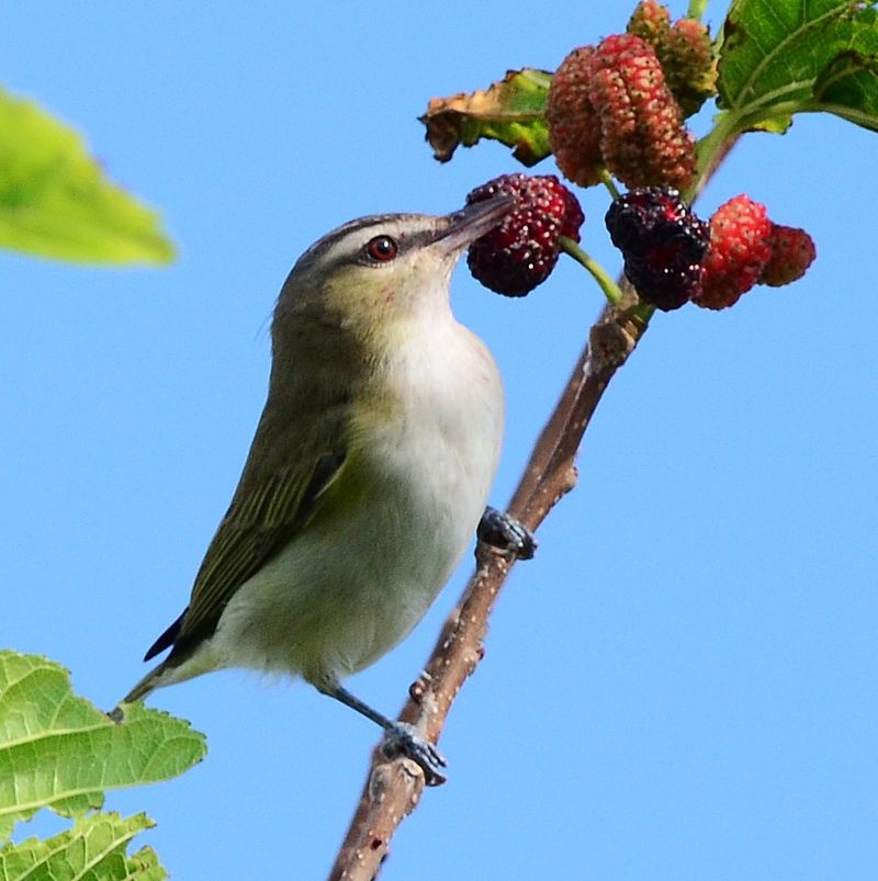 Texas Mulberry Draws Birds With Fruit