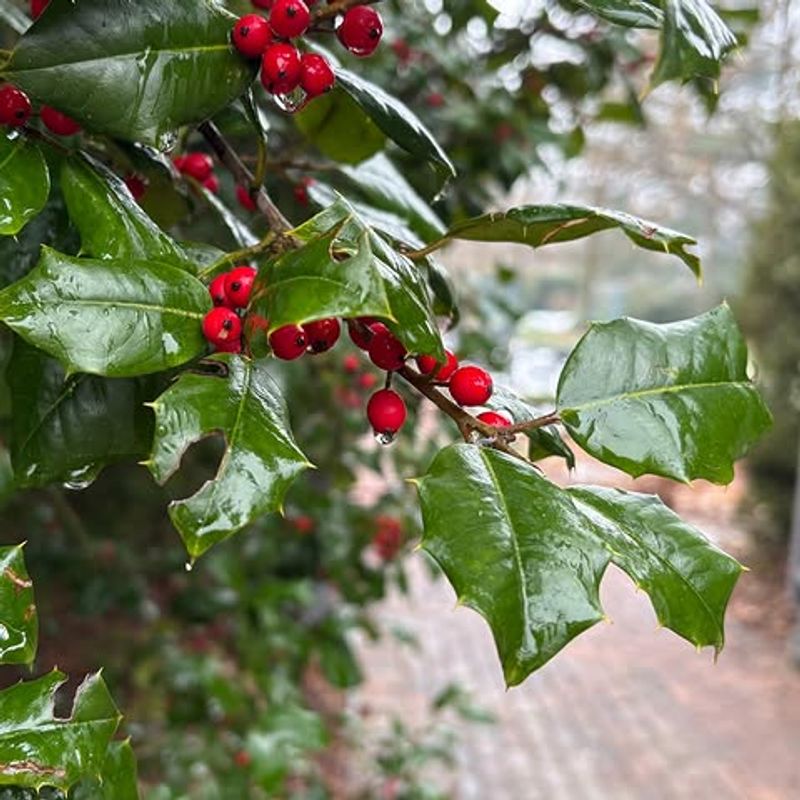 American Holly (Ilex Opaca)