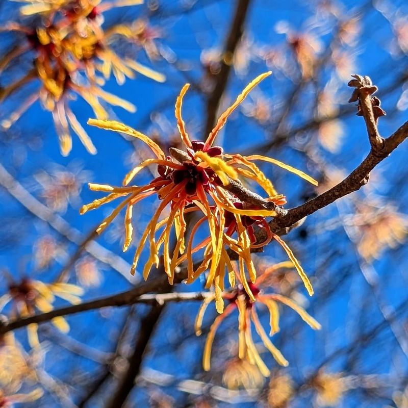 Witch Hazel (Hamamelis Virginiana)