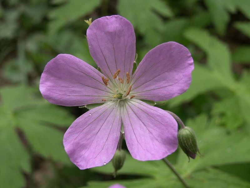 Wild Geranium Adds Soft Spring Blooms