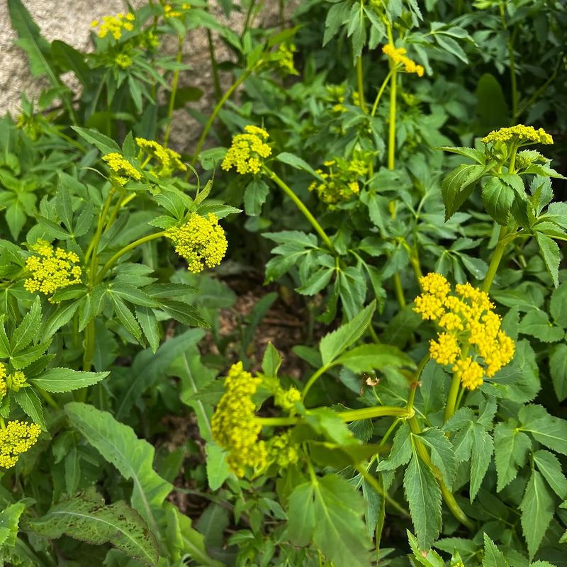 Golden Alexander Forms Full Clumps By Mid Spring