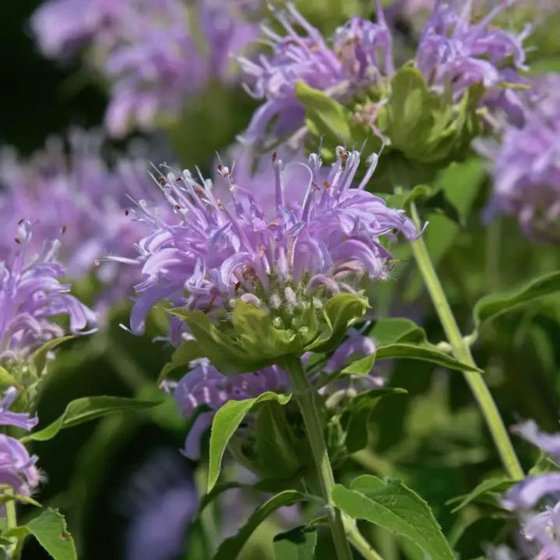 Wild Bergamot 
