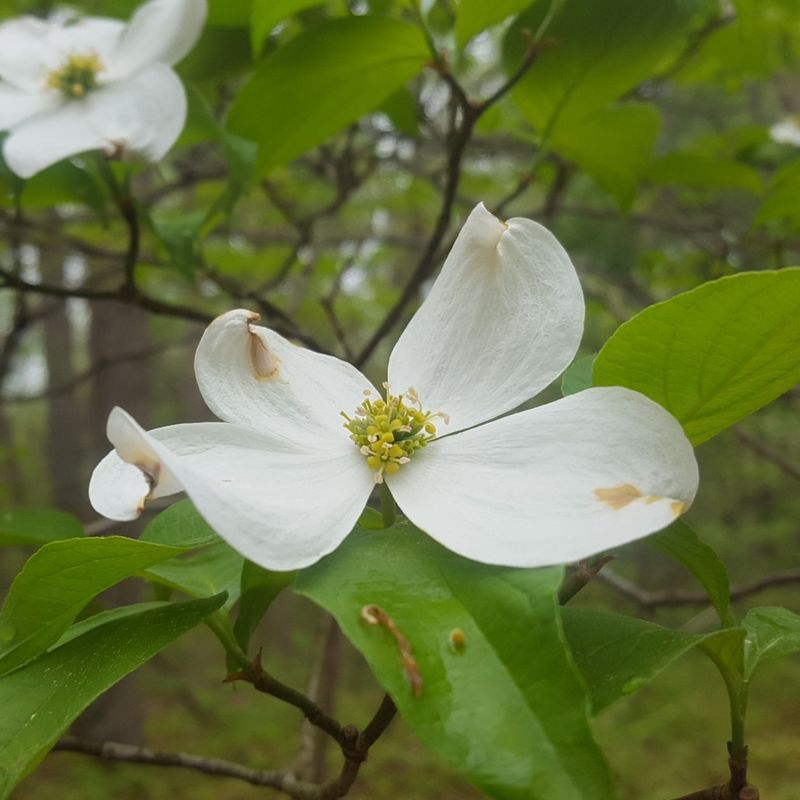 Flowering Dogwood Supports Pollinators With Spring Blooms