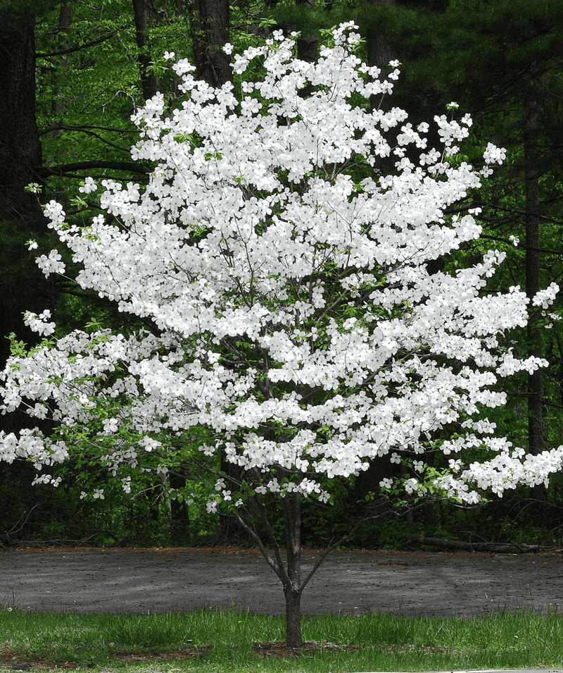 Flowering Dogwood Delivers Multi Season Beauty