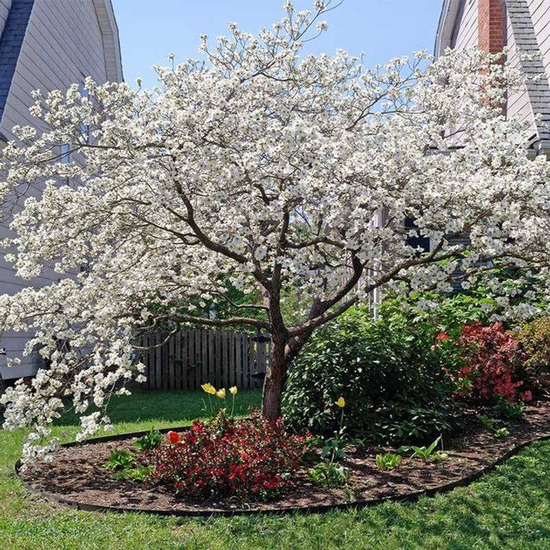 Flowering Dogwood Adds Classic Spring Beauty