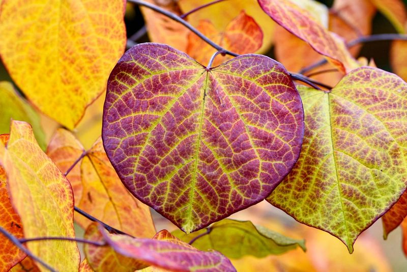 Heart Shaped Leaves Create A Full Summer Canopy
