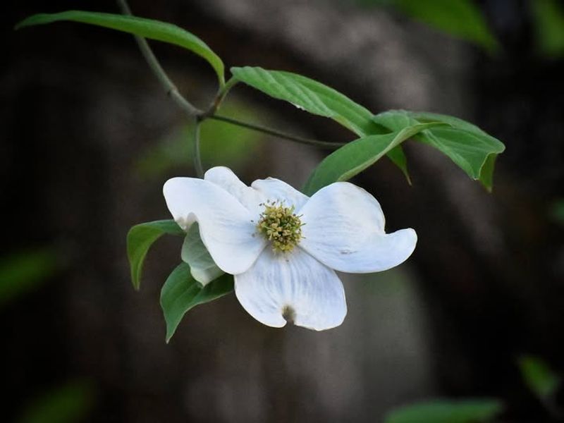 Flowering Dogwood Adding Classic Spring Beauty