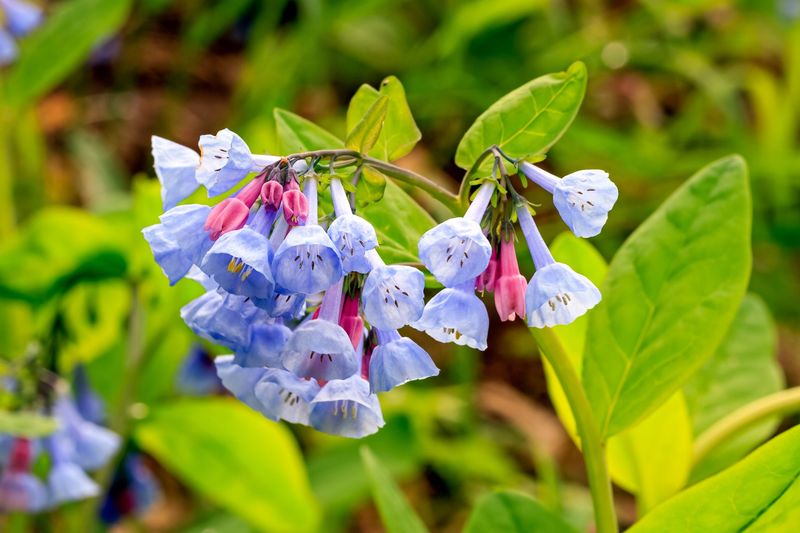 Virginia Bluebells (Mertensia Virginica)