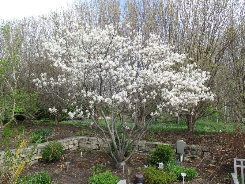 Serviceberry (Amelanchier Spp.)