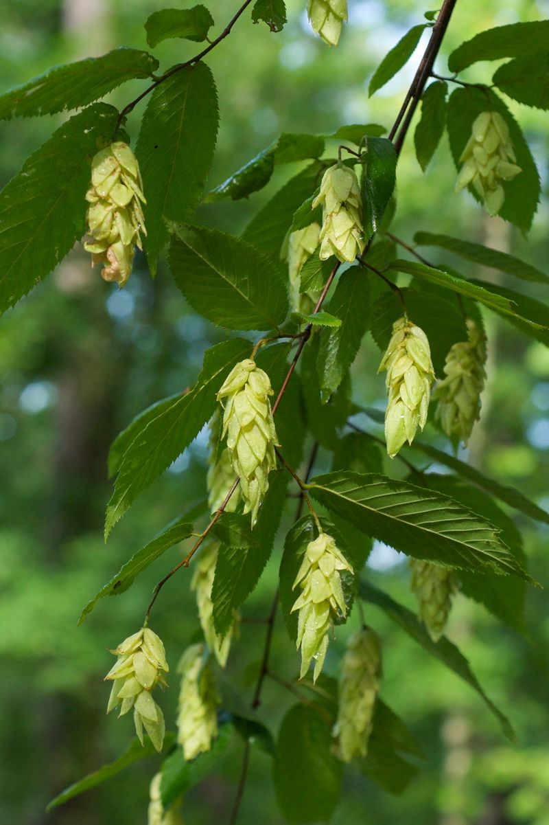 American Hophornbeam (Ostrya virginiana)