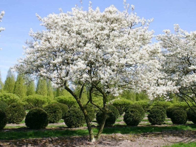Downy Serviceberry (Amelanchier arborea)