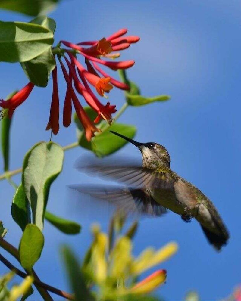 Trumpet Honeysuckle (Lonicera sempervirens)