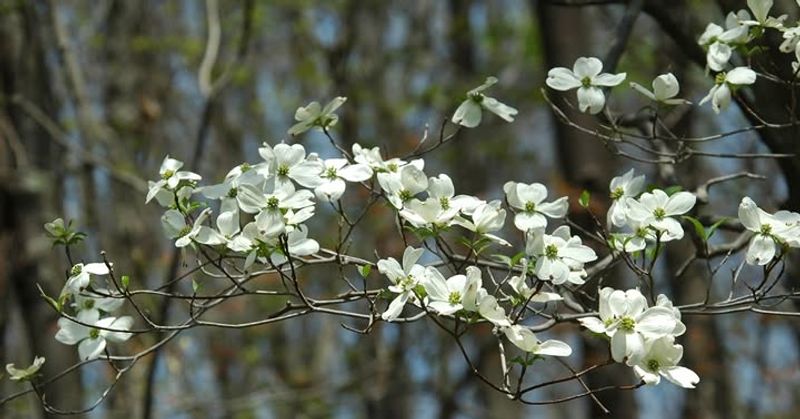 Flowering Dogwood (Cornus florida)
