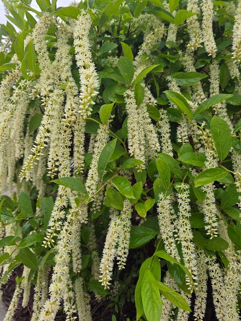 Virginia Sweetspire Thrives In Damp Areas Fireflies Prefer