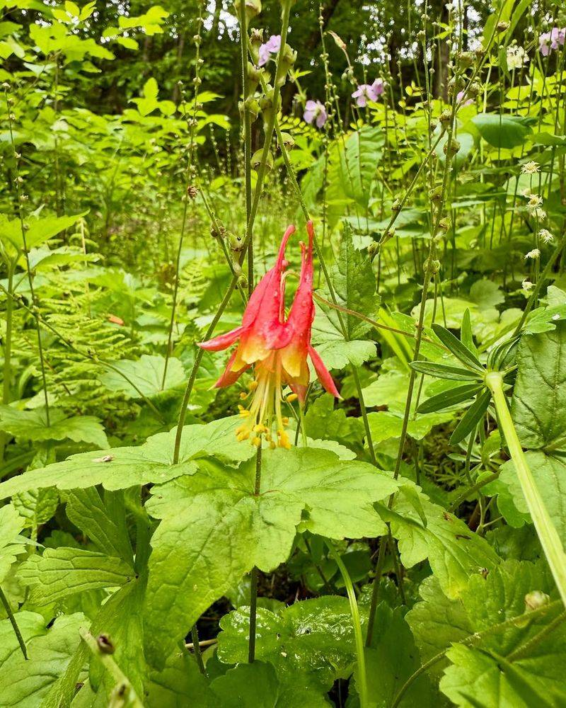 Wild Columbine Adds Color Orioles Notice