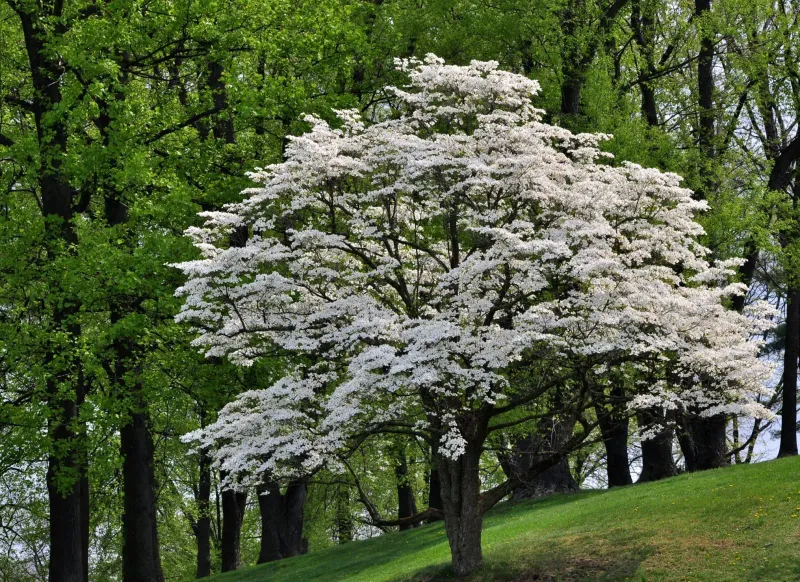 Common Dogwood
