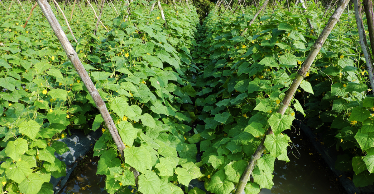 diy cucumber trellis