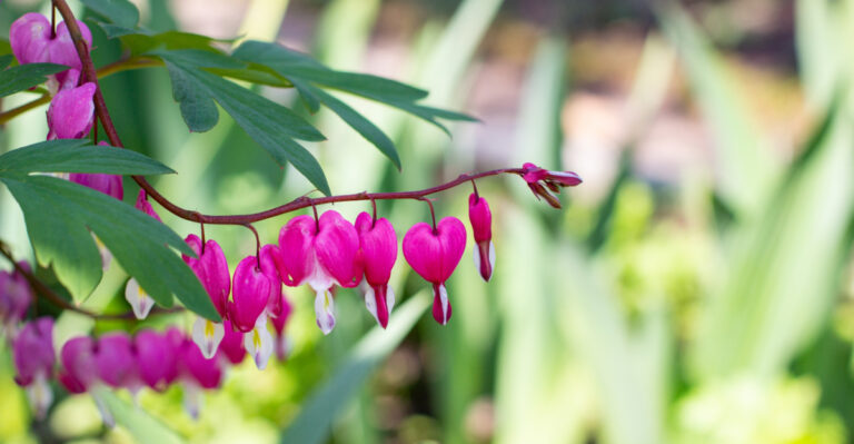 Easy Fill In Plants For Bare Oregon Garden Spots This Spring