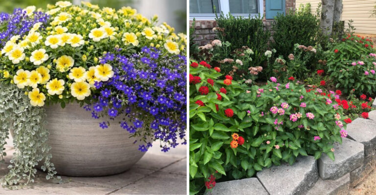 Easy Plant Pairings That Grow Beautifully Together In One Pot In North Carolina