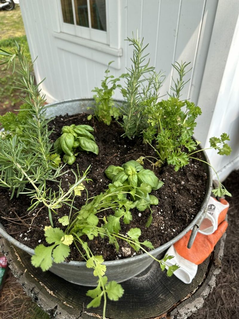 Basil (Ocimum Basilicum) And Parsley (Petroselinum Crispum)