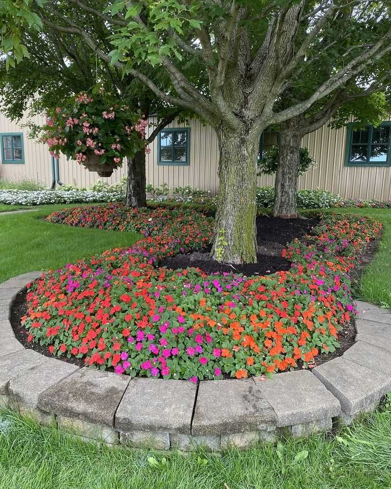 Impatiens Bring Bright Color To Shade