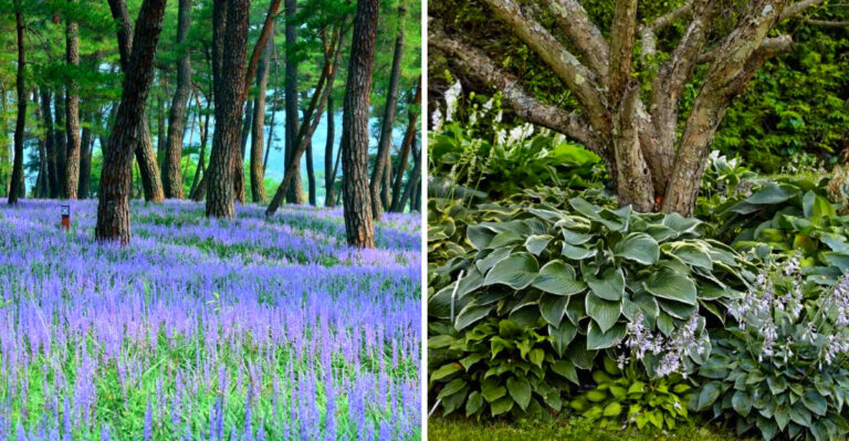 Easy-To-Grow Flowers To Plant Around Trees In North Carolina