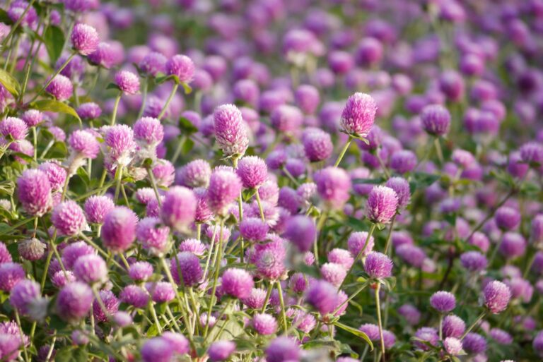 gomphrena