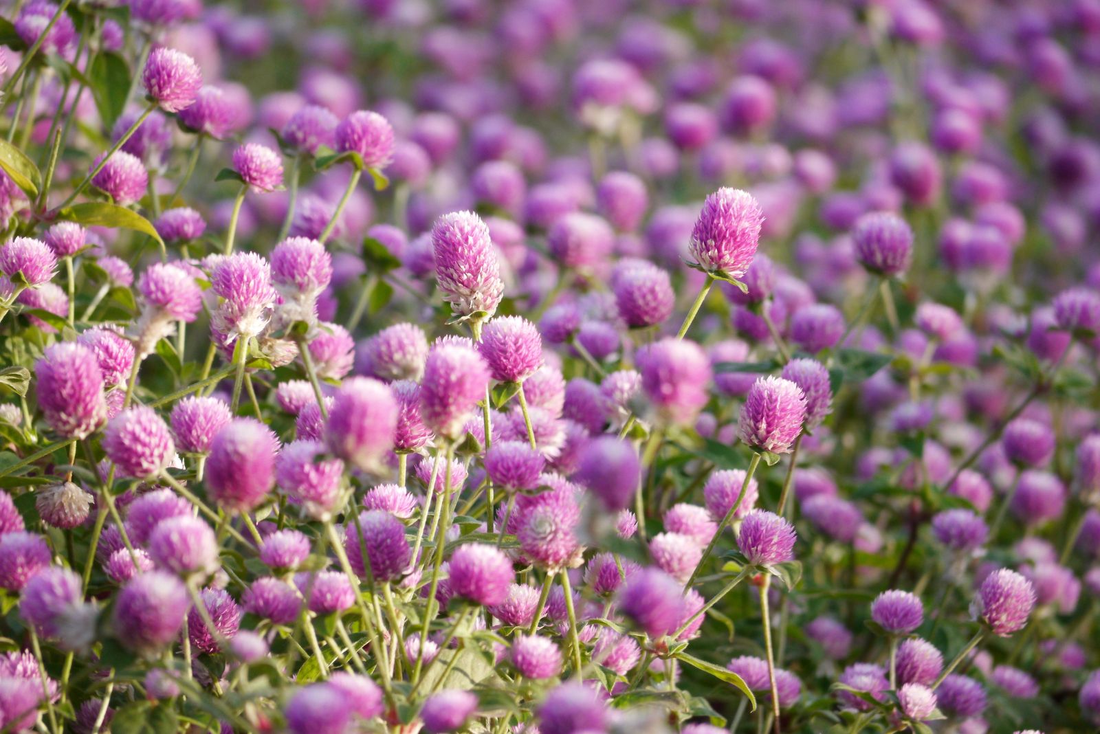 gomphrena