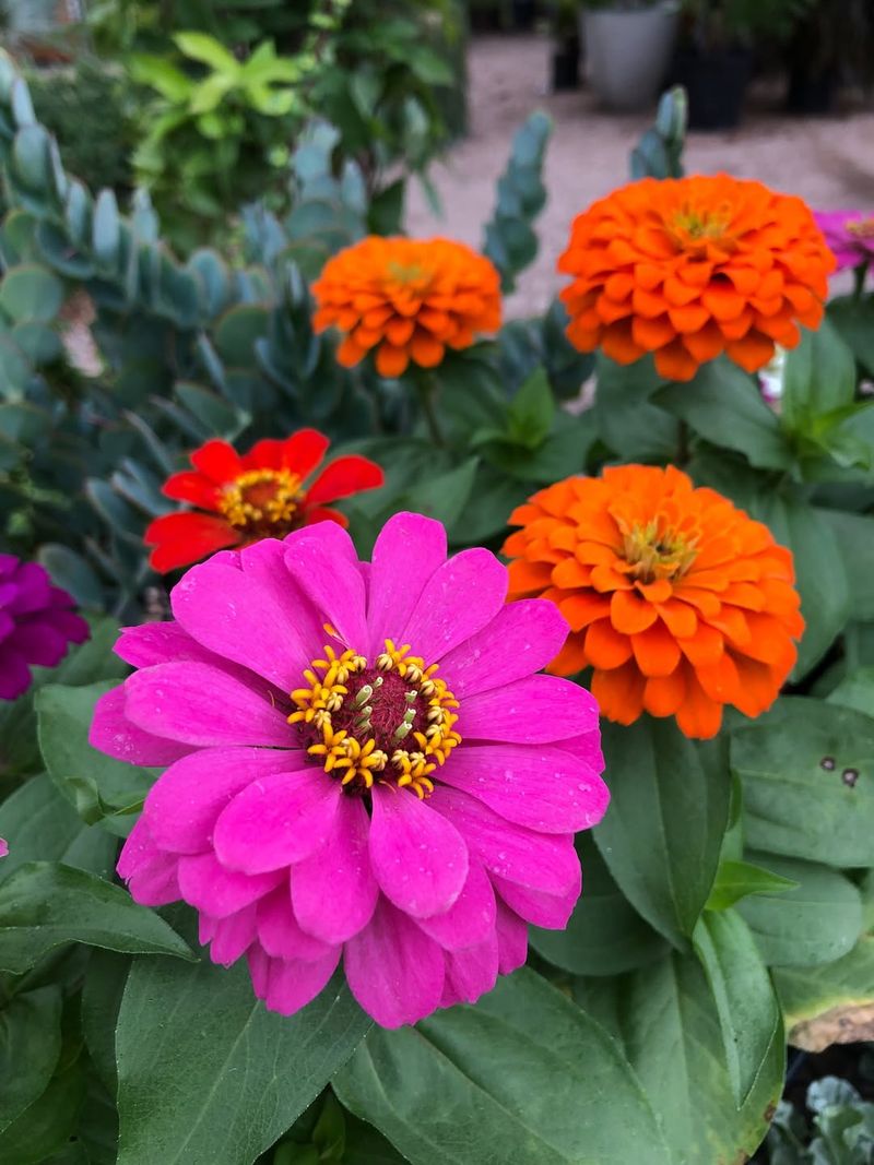 Zinnias 